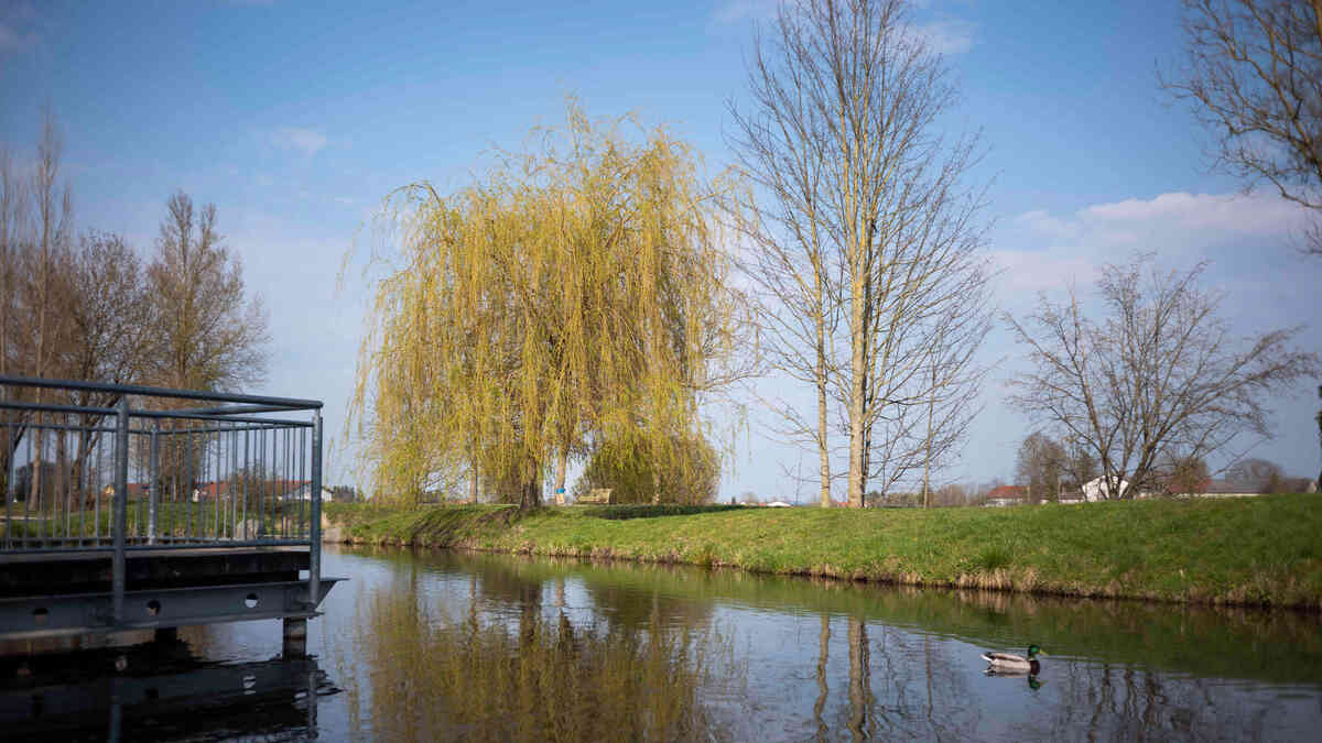 Goldachpark Frühling